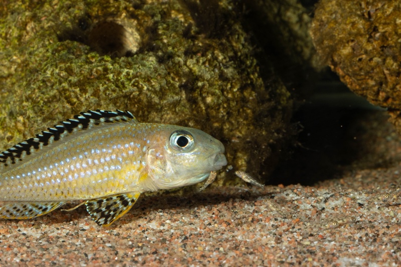 Xenotilapia papilio 'Tembwe Deux'